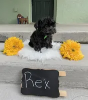 Rex , a male Yorkipoo for sale in Ocala, FL – 6 of 7