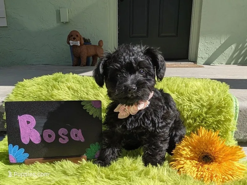 Rosa – Yorkipoo puppy for sale in Ocala, FL