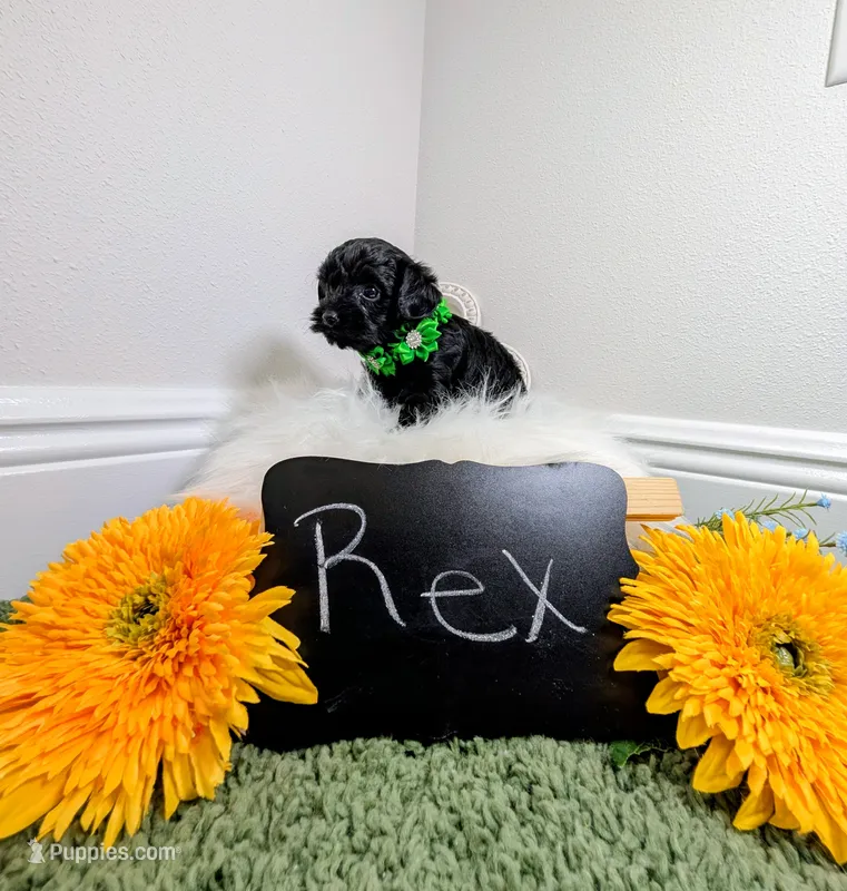 Rex  – Yorkipoo puppy for sale in Ocala, FL