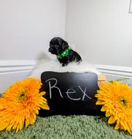 Rex , a male Yorkipoo for sale in Ocala, FL – 1 of 6