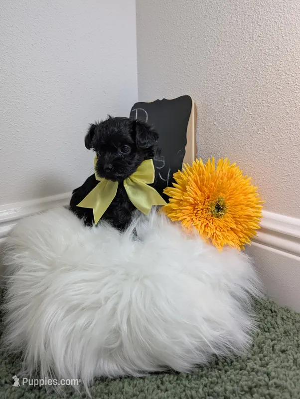 Daisy  – Yorkipoo puppy for sale in Ocala, FL