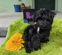Rosa/OBO , a female Yorkipoo for sale in Ocala, FL – 9 of 10