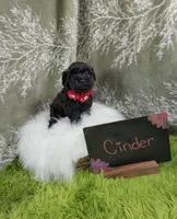Cinder, a female Yorkipoo for sale in Ocala, FL – 2 of 6