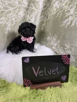 Velvet , a female Yorkipoo for sale in Ocala, FL – 2 of 6