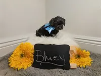 Bluey / OBO, a male Yorkipoo for sale in Ocala, FL – 6 of 7