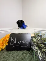 Bluey, a male Yorkipoo for sale in Ocala, FL – 4 of 6
