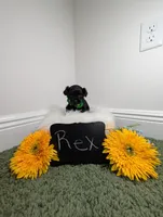 Rex , a male Yorkipoo for sale in Ocala, FL – 6 of 6
