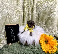Dash, a male Poodle - Toy  for sale in Ocala, FL – Photo 6 of 10
