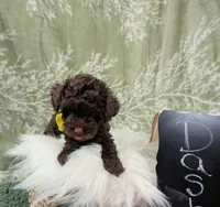 Dash, a male Poodle - Toy  for sale in Ocala, FL – Photo 2 of 10