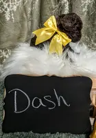 Dash, a male Poodle - Toy  for sale in Ocala, FL – Photo 8 of 10
