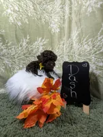 Dash, a male Poodle - Toy  for sale in Ocala, FL – Photo 3 of 10