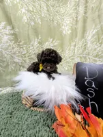 Dash, a male Poodle - Toy  for sale in Ocala, FL – Photo 7 of 10