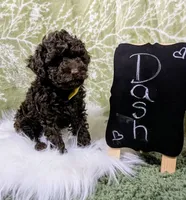Dash, a male Poodle - Toy  for sale in Ocala, FL – Photo 1 of 10