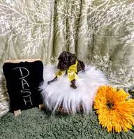 Dash, a male Poodle - Toy  for sale in Ocala, FL – Photo 4 of 10