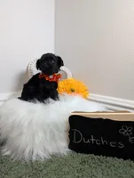 Dutches, a female Yorkipoo for sale in Ocala, FL – 5 of 6