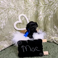 Max, a male Yorkipoo for sale in Ocala, FL – Photo 2 of 7