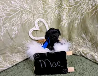 Mac, a male Yorkipoo for sale in Ocala, FL – Photo 2 of 5