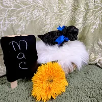 Max, a male Yorkipoo for sale in Ocala, FL – Photo 3 of 7