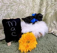 Mac, a male Yorkipoo for sale in Ocala, FL – Photo 3 of 5