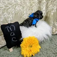 Max, a male Yorkipoo for sale in Ocala, FL – Photo 4 of 7