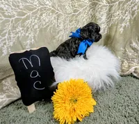 Mac, a male Yorkipoo for sale in Ocala, FL – Photo 4 of 5