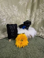 Max, a male Yorkipoo for sale in Ocala, FL – Photo 6 of 7