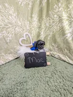 Mac, a male Yorkipoo for sale in Ocala, FL – Photo 5 of 5