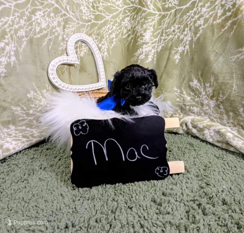 Mac, a male Yorkipoo for sale in Ocala, FL – Photo 1 of 5