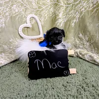 Max, a male Yorkipoo for sale in Ocala, FL – Photo 7 of 7