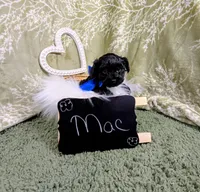 Mac, a male Yorkipoo for sale in Ocala, FL – Photo 1 of 5