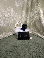 Max, a male Yorkipoo for sale in Ocala, FL – Photo 1 of 7