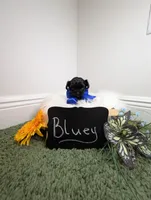 Bluey, a male Yorkipoo for sale in Ocala, FL – 3 of 6