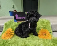 Rosa/OBO , a female Yorkipoo for sale in Ocala, FL – 2 of 10