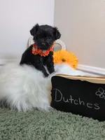 Dutches, a female Yorkipoo for sale in Ocala, FL – 2 of 6