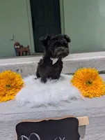 Max, a male Yorkipoo for sale in Ocala, FL – 7 of 9