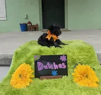 Dutches, a female Yorkipoo for sale in Ocala, FL – 8 of 8
