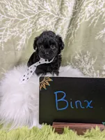 Binx, a male Yorkipoo for sale in Ocala, FL – 3 of 8