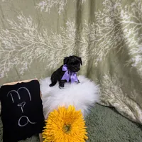 Mia/ Easter Special , a female Yorkipoo for sale in Ocala, FL – Photo 6 of 10