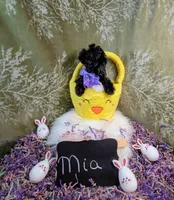 Mia/ Easter Special , a female Yorkipoo for sale in Ocala, FL – Photo 4 of 10