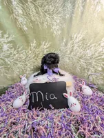 Mia/ Easter Special , a female Yorkipoo for sale in Ocala, FL – Photo 9 of 10