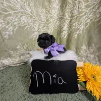 Mia/ Easter Special , a female Yorkipoo for sale in Ocala, FL – Photo 8 of 10