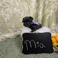 Mia/ Easter Special , a female Yorkipoo for sale in Ocala, FL – Photo 10 of 10