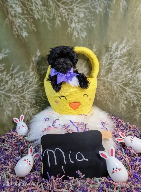 Mia/ Easter Special , a female Yorkipoo for sale in Ocala, FL – Photo 1 of 10
