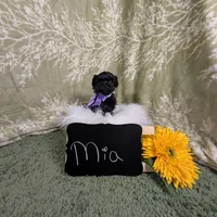 Mia/ Easter Special , a female Yorkipoo for sale in Ocala, FL – Photo 2 of 10