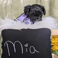 Mia/ Easter Special , a female Yorkipoo for sale in Ocala, FL – Photo 5 of 10