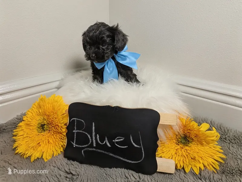 Bluey – Yorkipoo puppy for sale in Ocala, FL