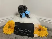 Bluey / OBO, a male Yorkipoo for sale in Ocala, FL – 1 of 7
