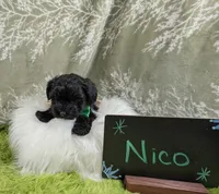 Nico, a male Yorkipoo for sale in Ocala, FL – 7 of 9