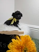 Daisy , a female Yorkipoo for sale in Ocala, FL – 4 of 6