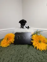 Max, a male Yorkipoo for sale in Ocala, FL – 3 of 6